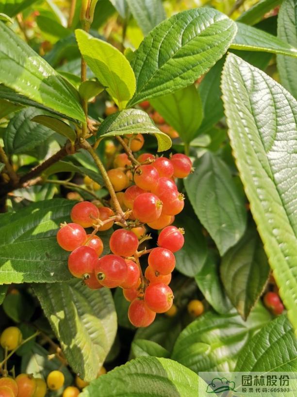 亚洲精品白浆高清久久久久久