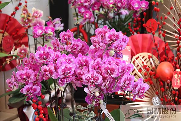 亚洲精品白浆高清久久久久久