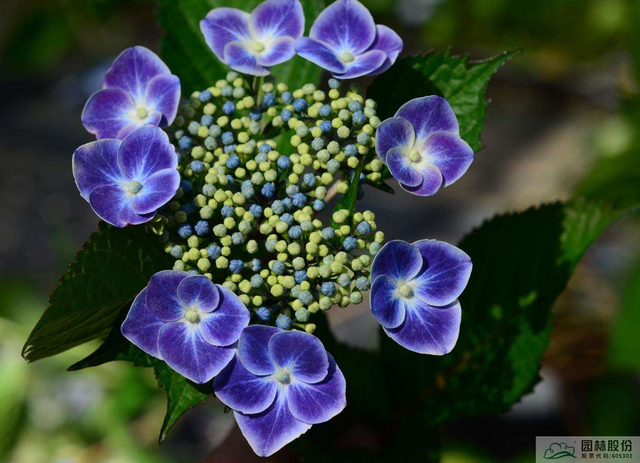 亚洲精品白浆高清久久久久久