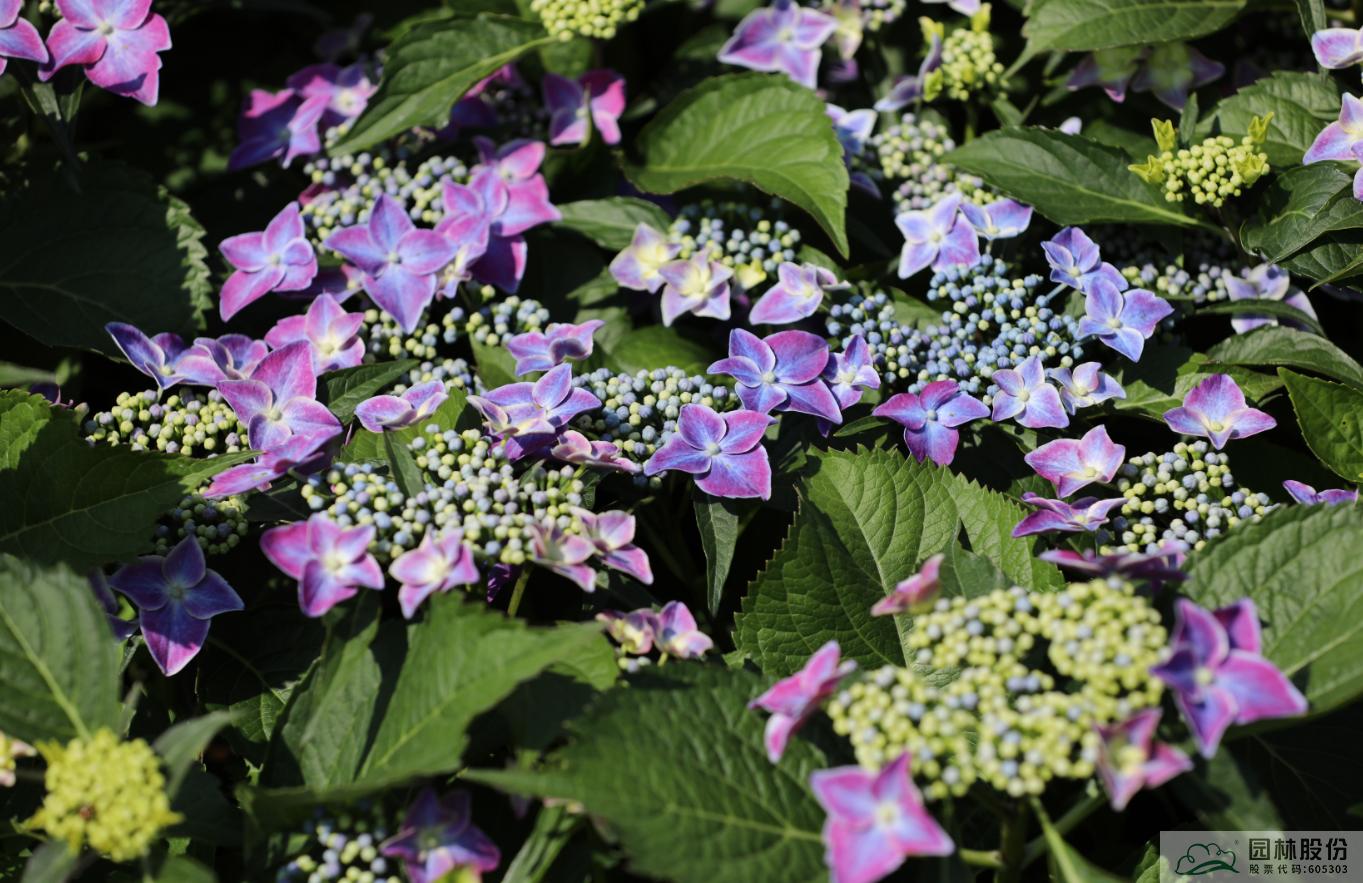 亚洲精品白浆高清久久久久久