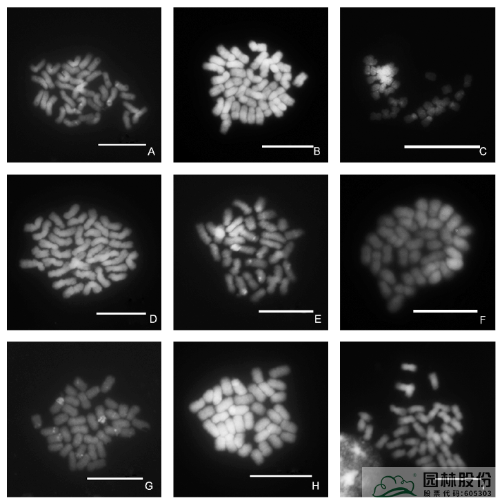 亚洲精品白浆高清久久久久久
