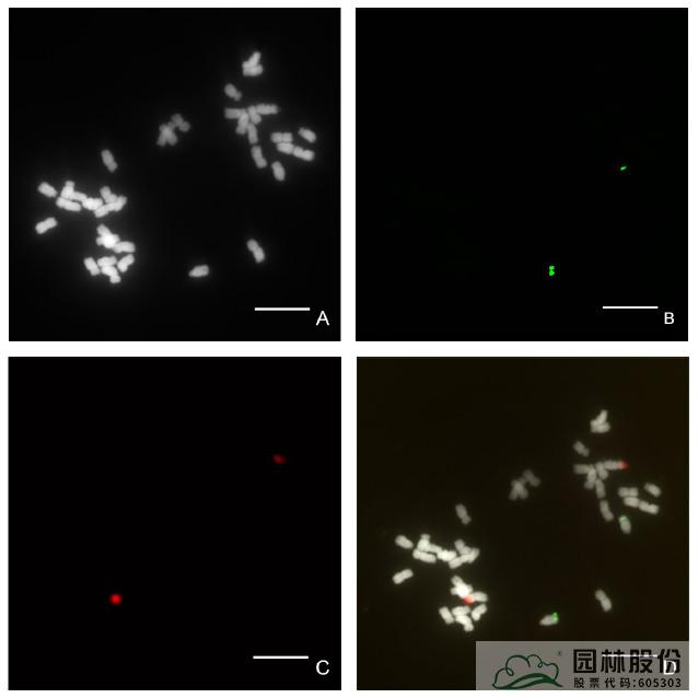 亚洲精品白浆高清久久久久久