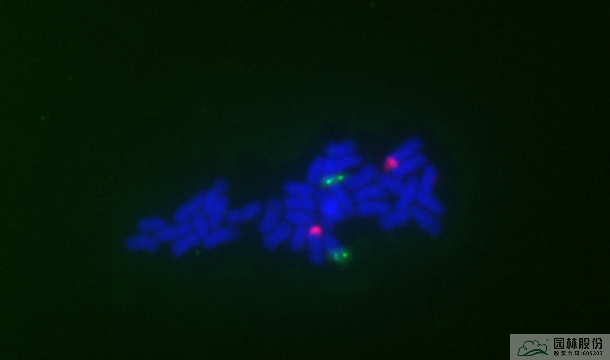 亚洲精品白浆高清久久久久久