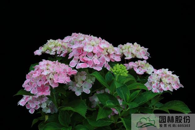 亚洲精品白浆高清久久久久久