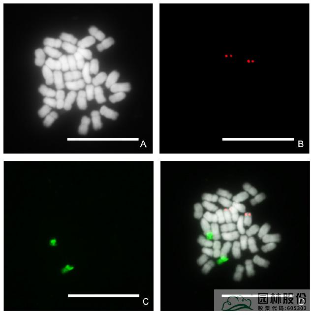 亚洲精品白浆高清久久久久久