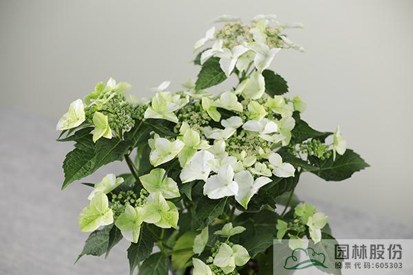 亚洲精品白浆高清久久久久久