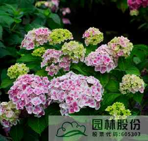 亚洲精品白浆高清久久久久久