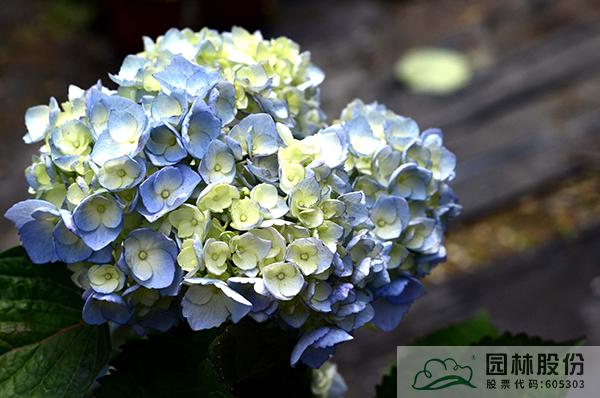 亚洲精品白浆高清久久久久久