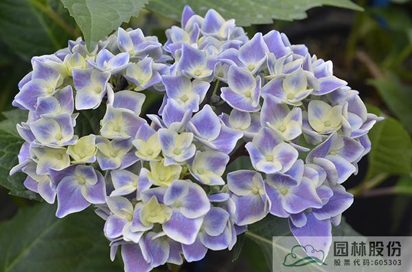 亚洲精品白浆高清久久久久久