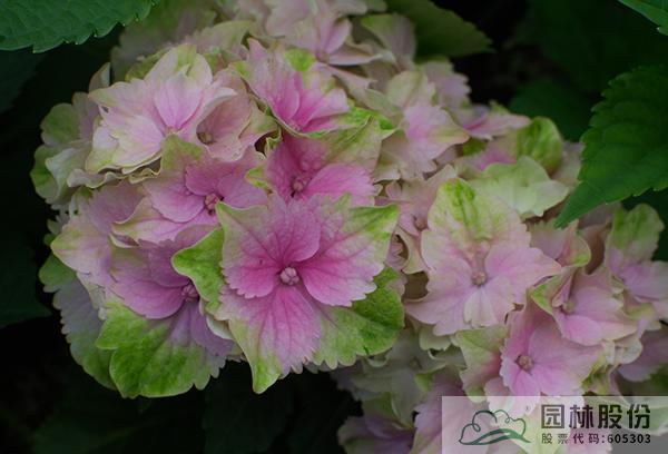 亚洲精品白浆高清久久久久久