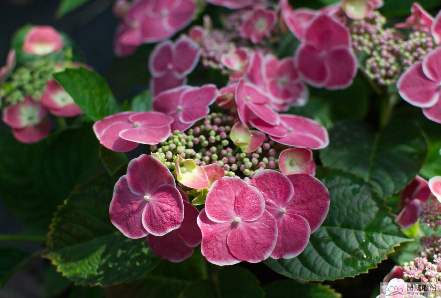 亚洲精品白浆高清久久久久久