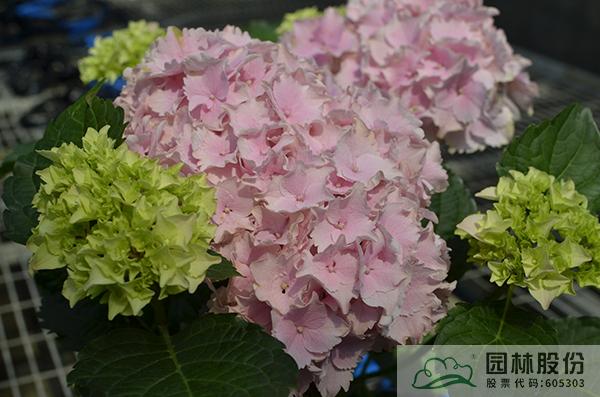 亚洲精品白浆高清久久久久久