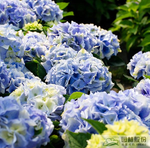 亚洲精品白浆高清久久久久久