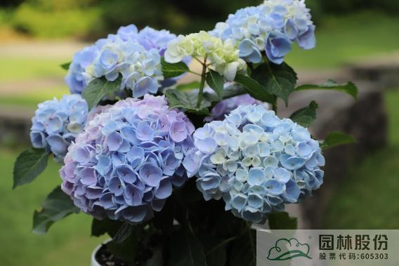 亚洲精品白浆高清久久久久久