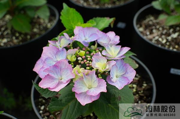 亚洲精品白浆高清久久久久久