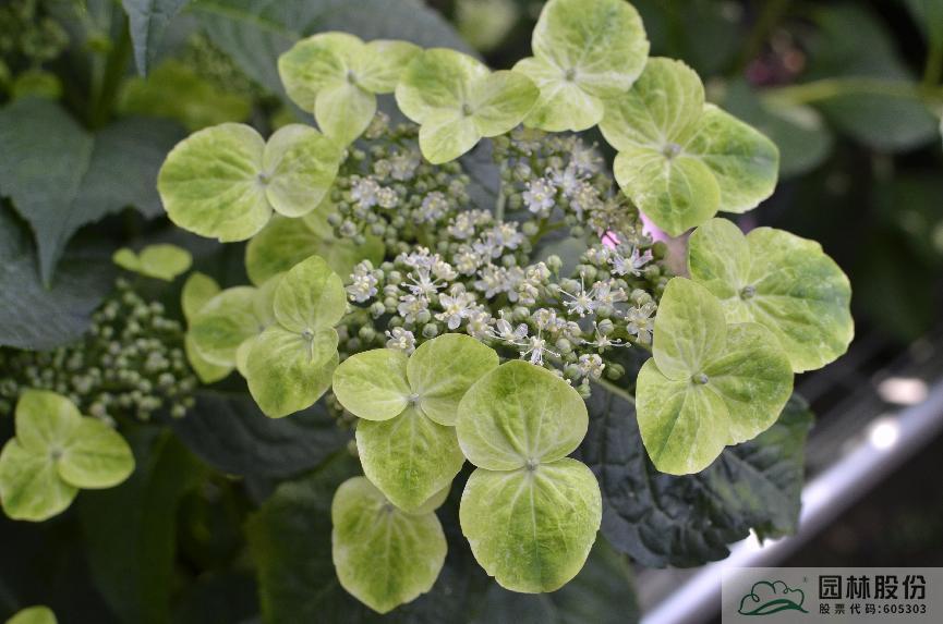 亚洲精品白浆高清久久久久久