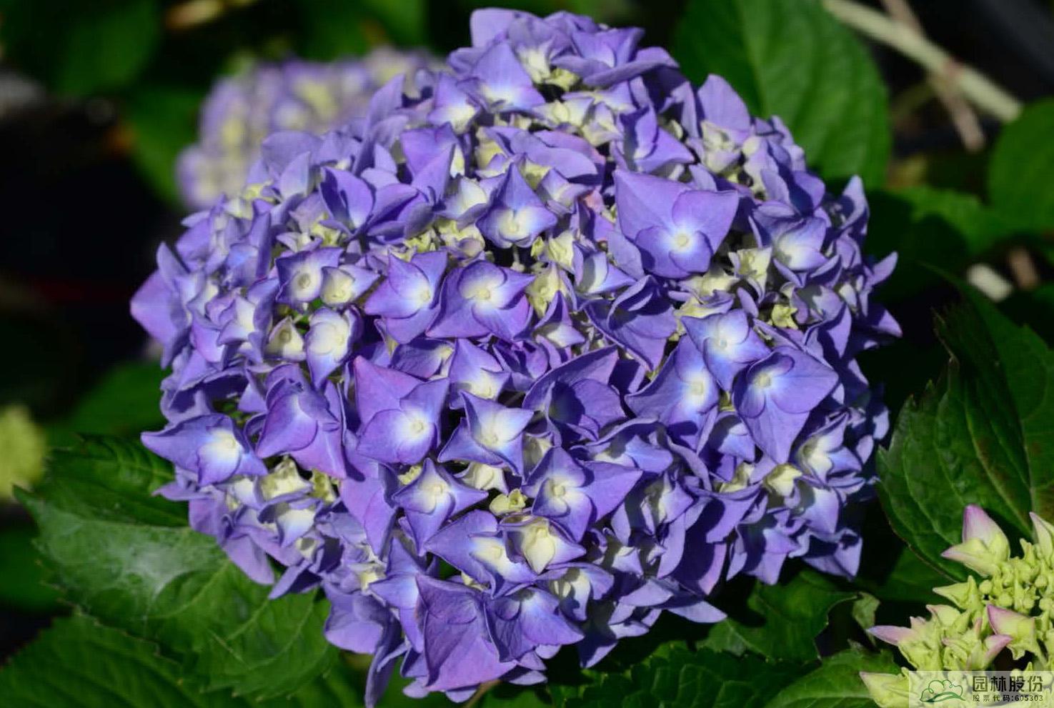 亚洲精品白浆高清久久久久久