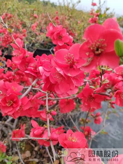 亚洲精品白浆高清久久久久久