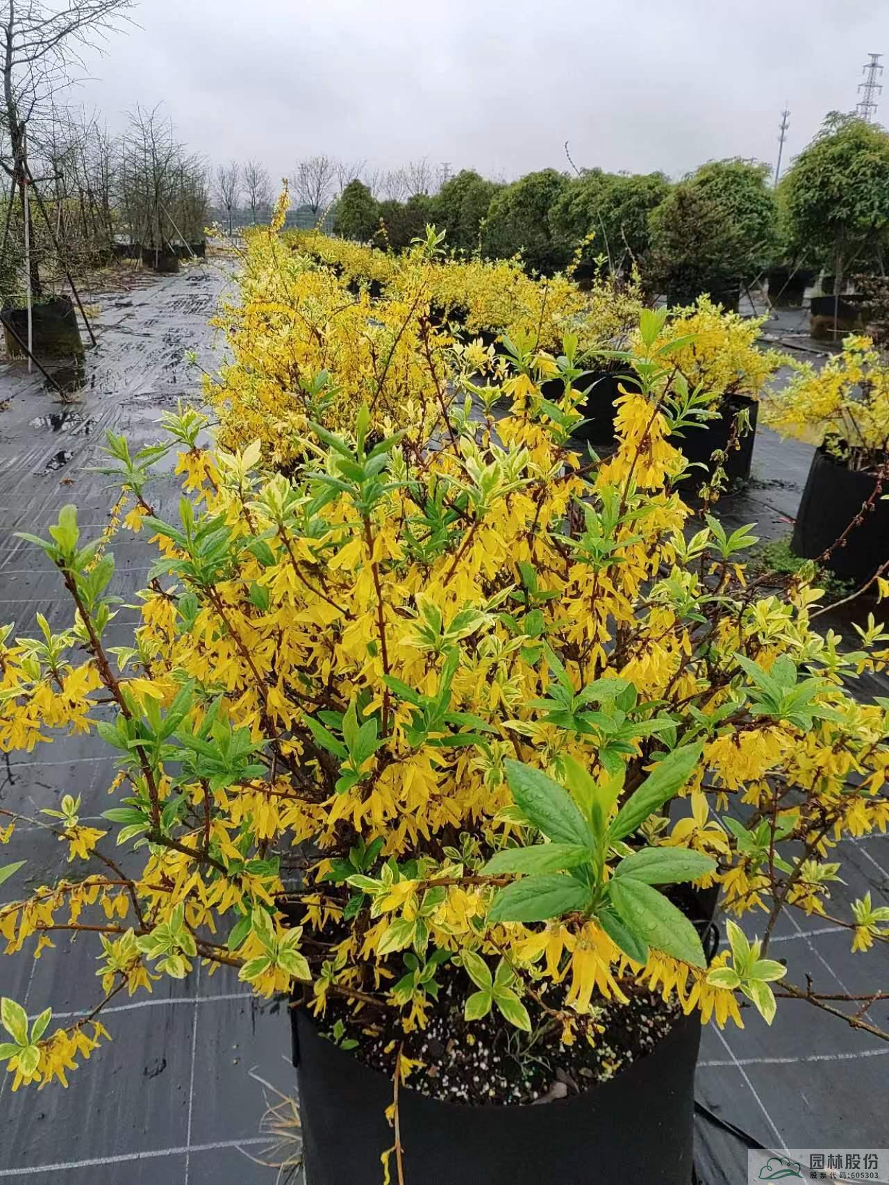 亚洲精品白浆高清久久久久久