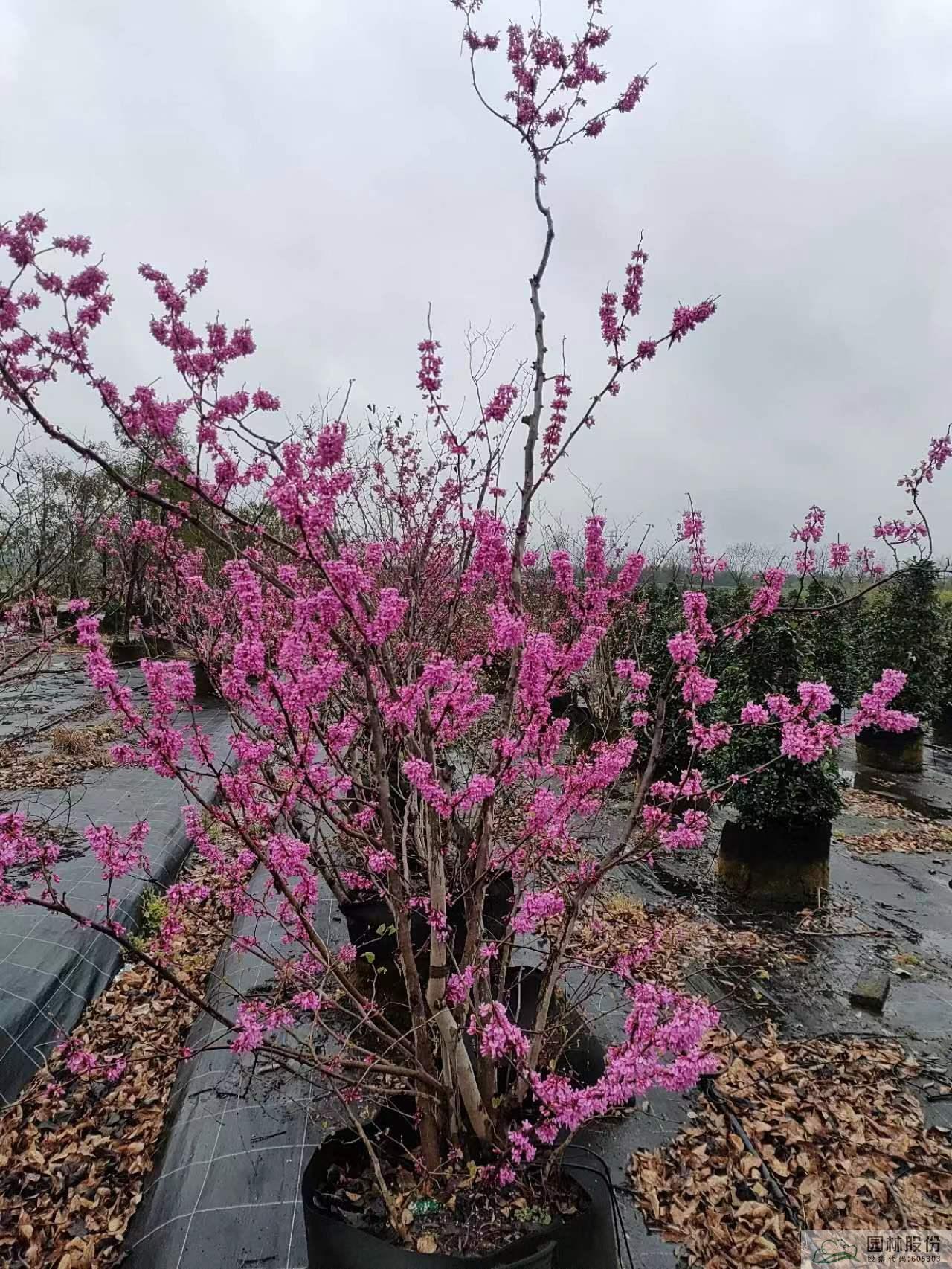 亚洲精品白浆高清久久久久久