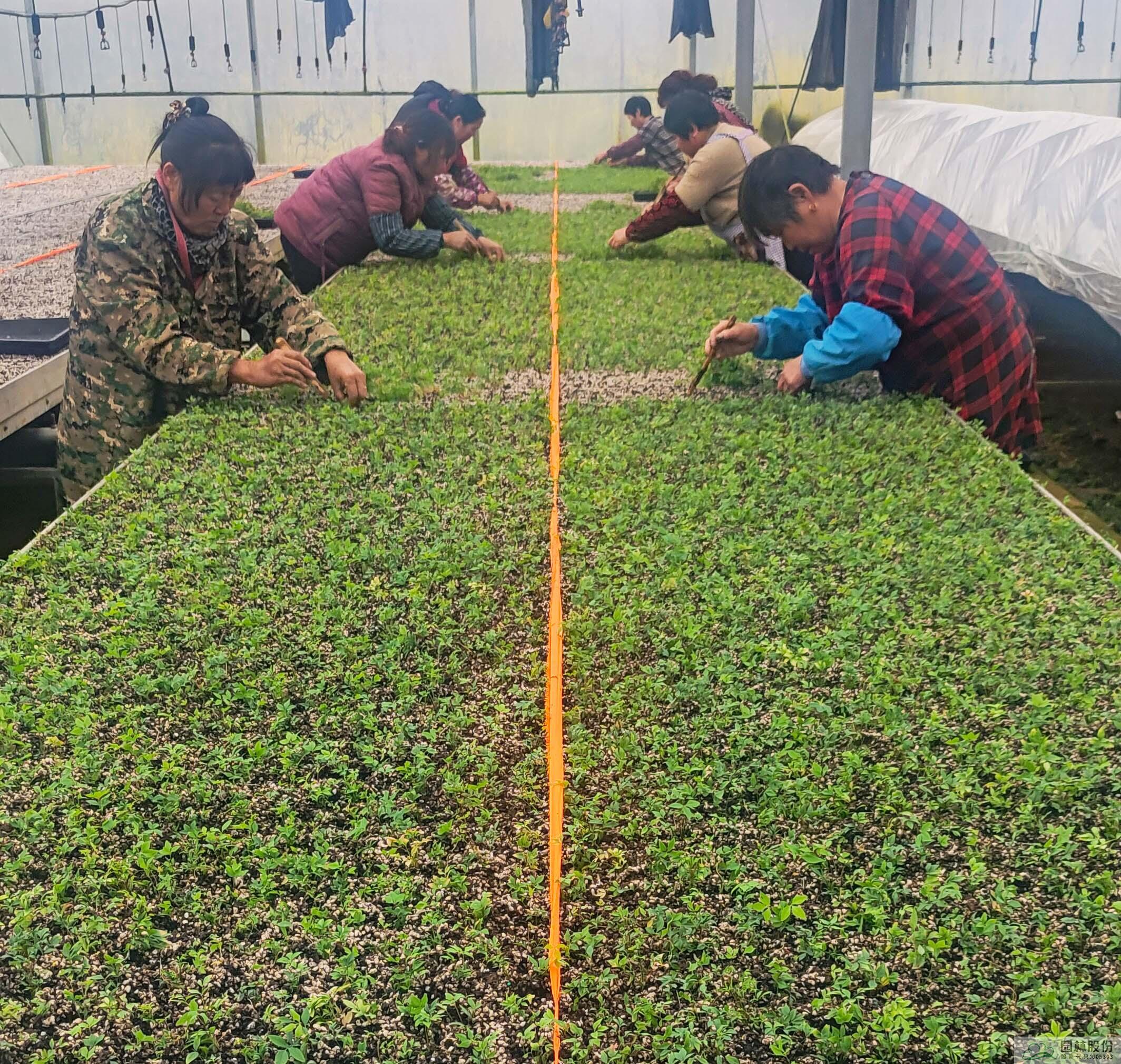 亚洲精品白浆高清久久久久久