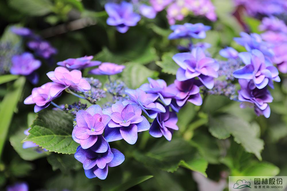 亚洲精品白浆高清久久久久久