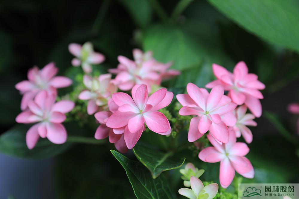 亚洲精品白浆高清久久久久久