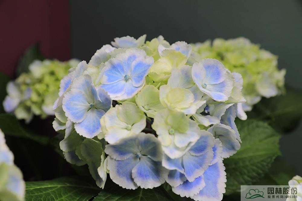 亚洲精品白浆高清久久久久久