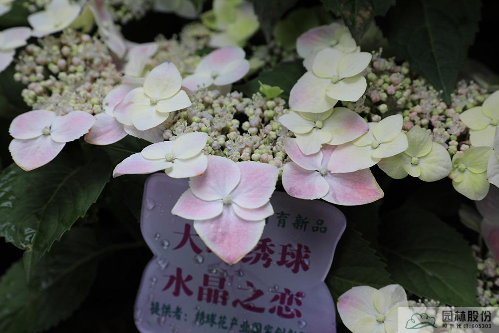 亚洲精品白浆高清久久久久久