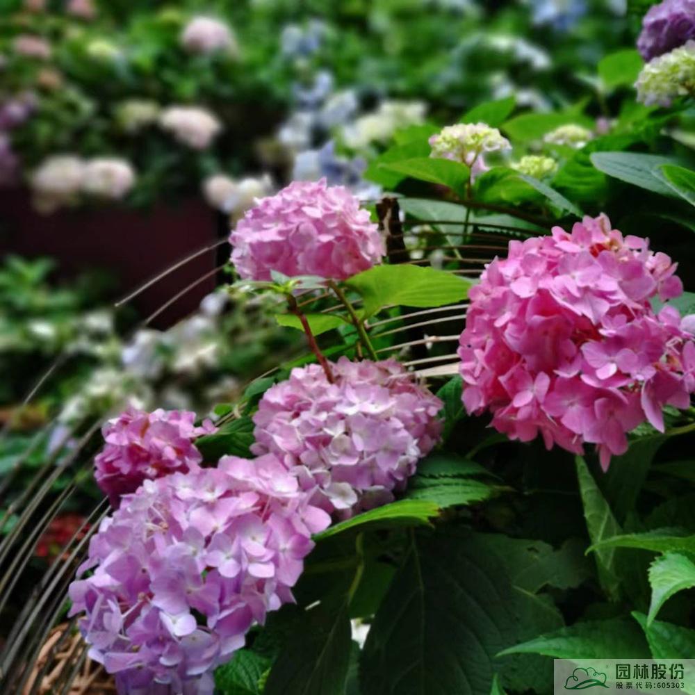 亚洲精品白浆高清久久久久久