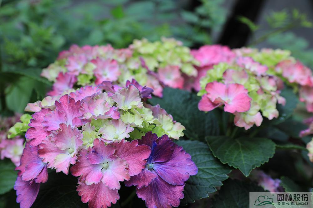 亚洲精品白浆高清久久久久久