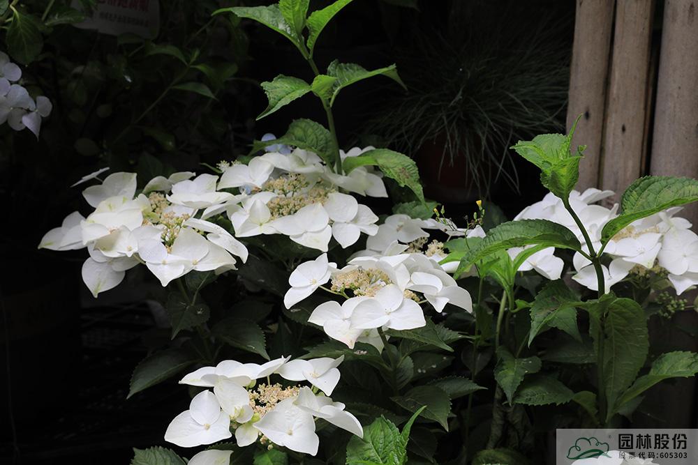 亚洲精品白浆高清久久久久久