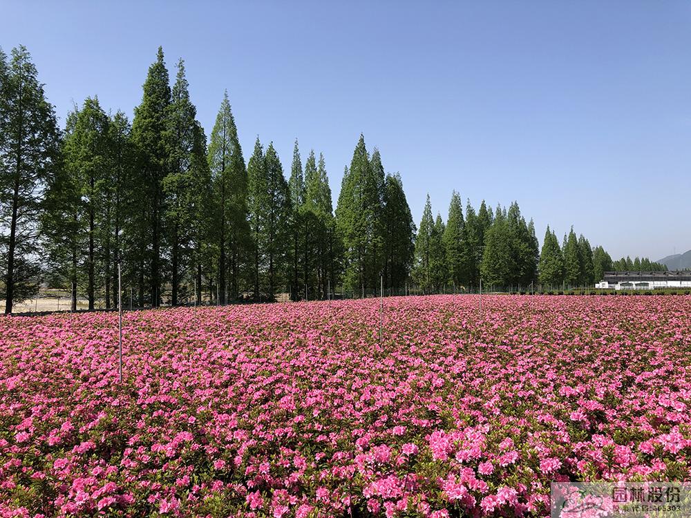 亚洲精品白浆高清久久久久久