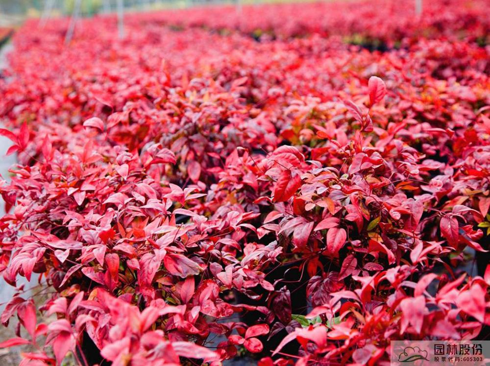 亚洲精品白浆高清久久久久久