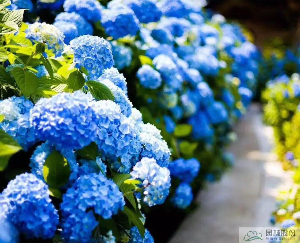 亚洲精品白浆高清久久久久久