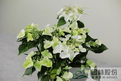 亚洲精品白浆高清久久久久久