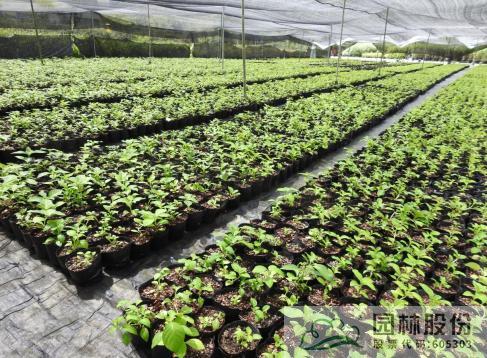 亚洲精品白浆高清久久久久久