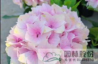 亚洲精品白浆高清久久久久久