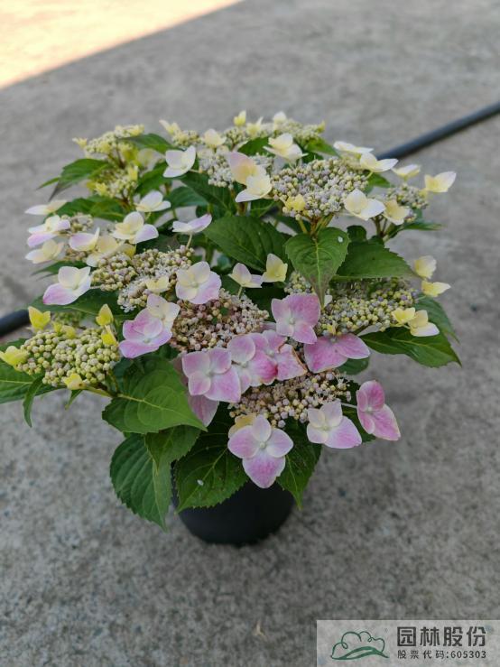 亚洲精品白浆高清久久久久久