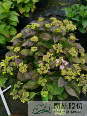 亚洲精品白浆高清久久久久久