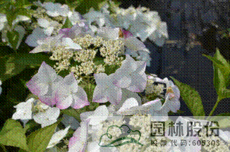 亚洲精品白浆高清久久久久久