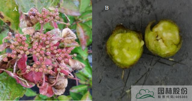 亚洲精品白浆高清久久久久久