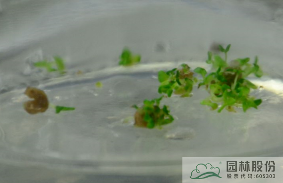 亚洲精品白浆高清久久久久久