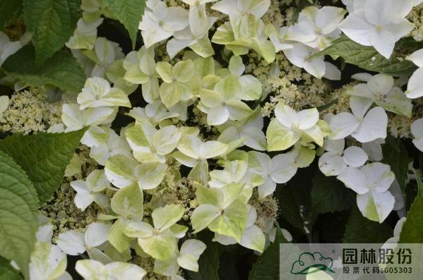 亚洲精品白浆高清久久久久久