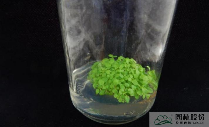 亚洲精品白浆高清久久久久久