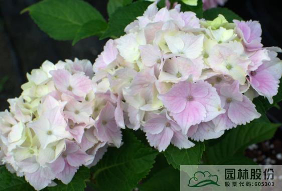 亚洲精品白浆高清久久久久久