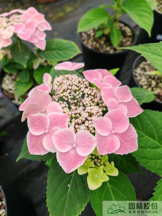 亚洲精品白浆高清久久久久久