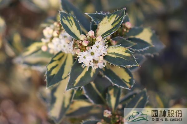 亚洲精品白浆高清久久久久久