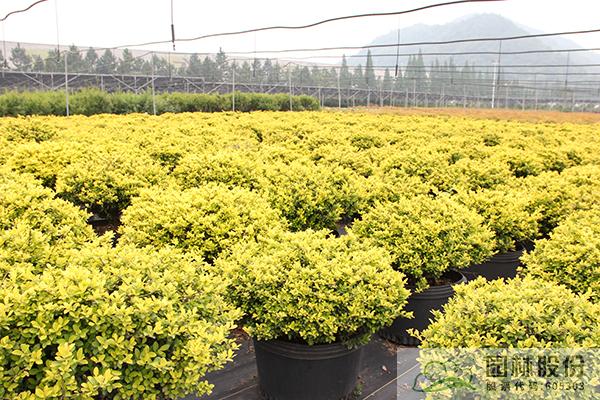 亚洲精品白浆高清久久久久久