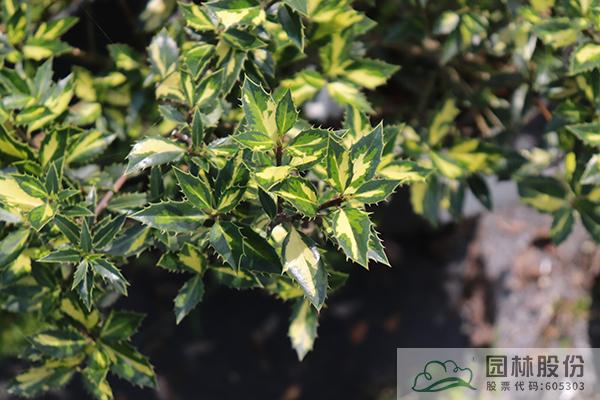 亚洲精品白浆高清久久久久久